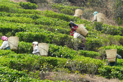 Happy Valley Tea Estate ou o espetacular Tea Garden na Índia