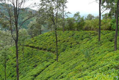 Produção de chá em Darjeeling - Happy Valley Tea Estate