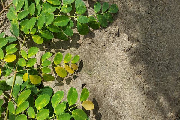 Cómo hacer que el té de moringa sepa bien