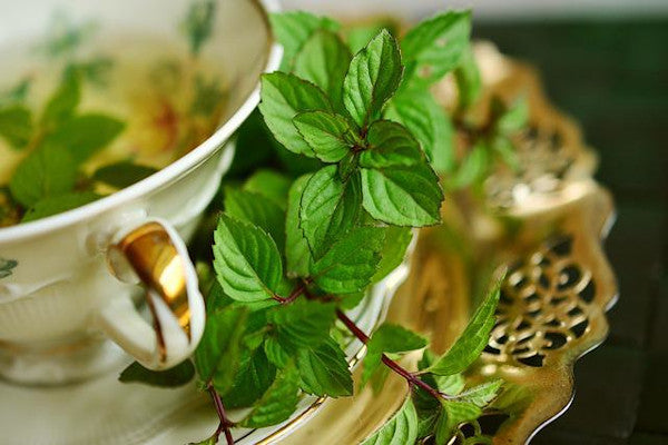 té de menta para hostelería