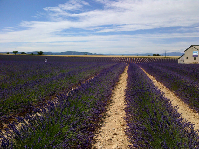 Té de lavanda para negocios
