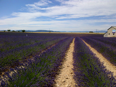 Cultivo e propriedades da Lavanda na Provença