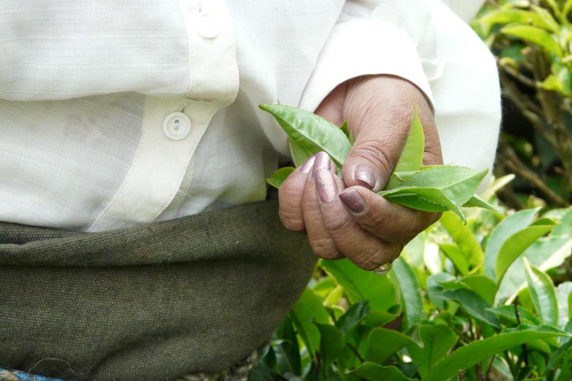 Hojas de té