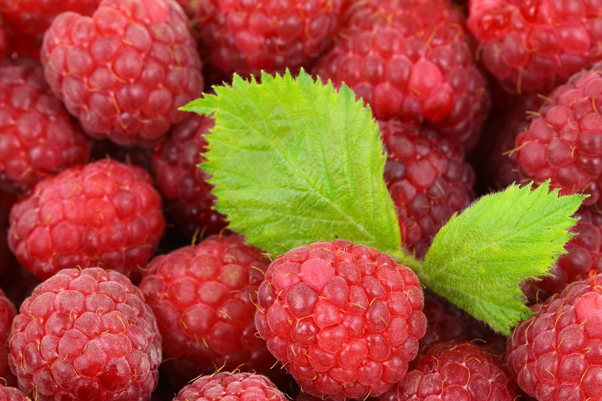 Té de hojas de frambuesa para cafeterías