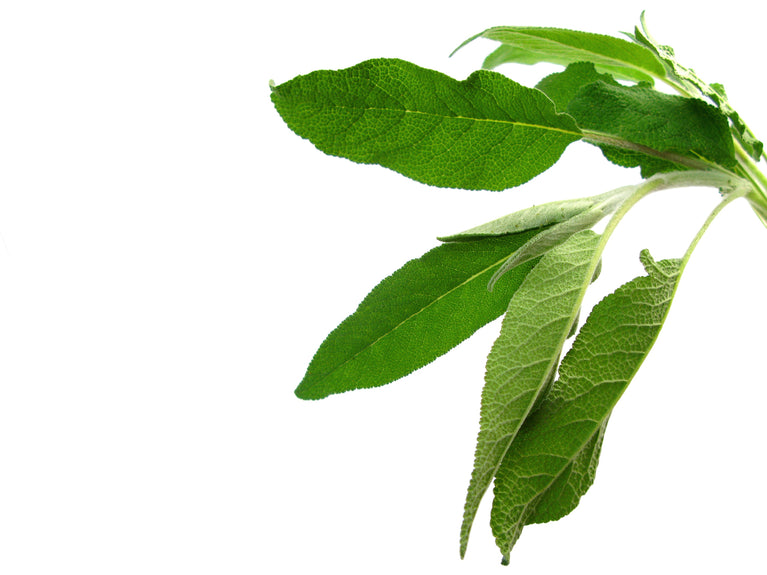 proveedores de té de salvia