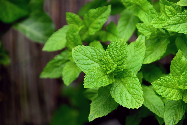 Té de menta ecológica