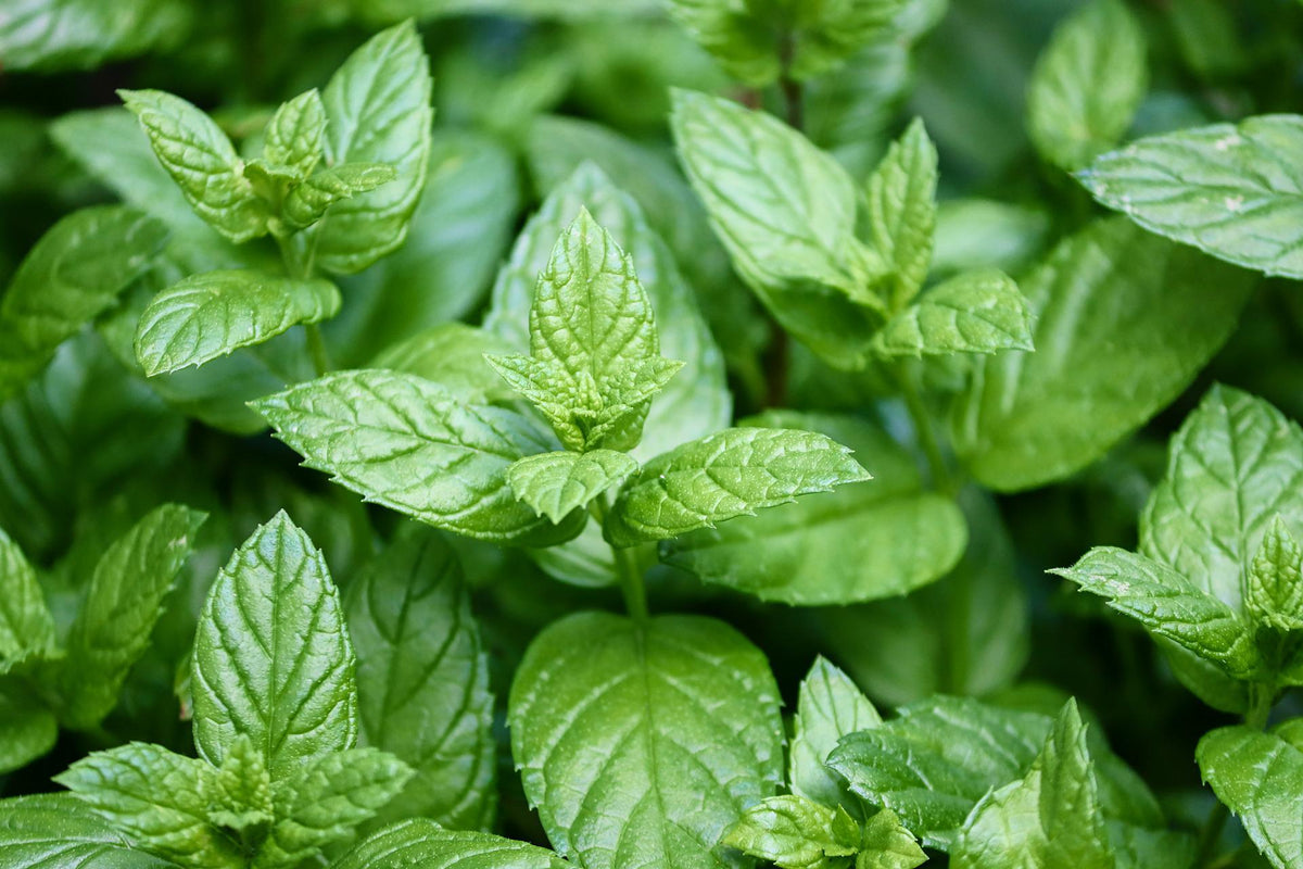 Té verde bio sin azúcar