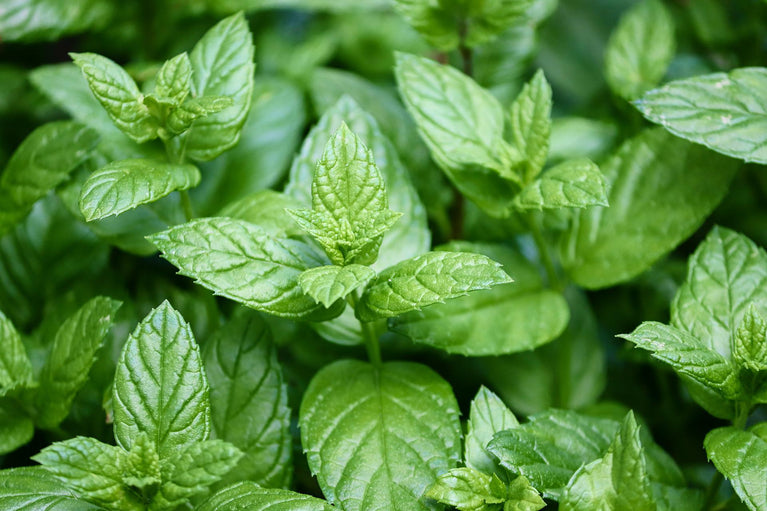 Té verde bio sin azúcar
