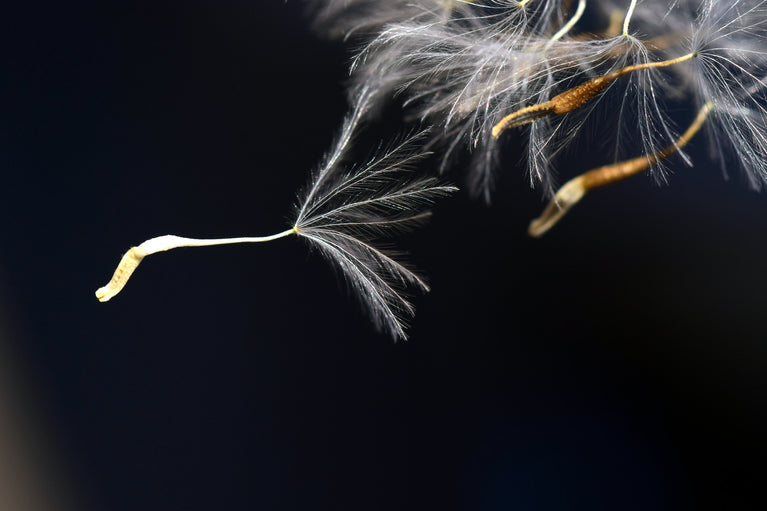 Té de diente de león para negocios