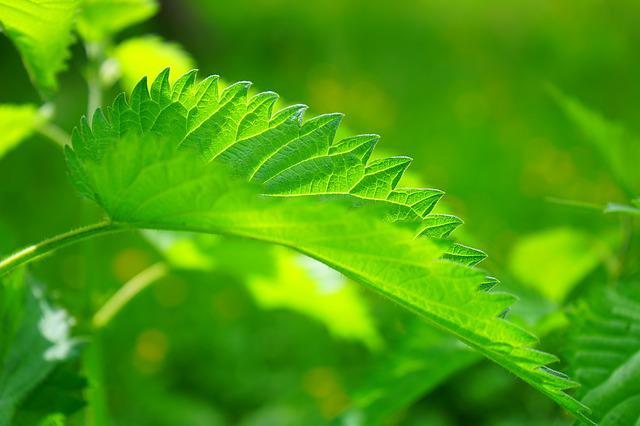 ¿Es ácido el té de ortiga bio?